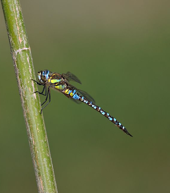 Aeshna mixta in volo